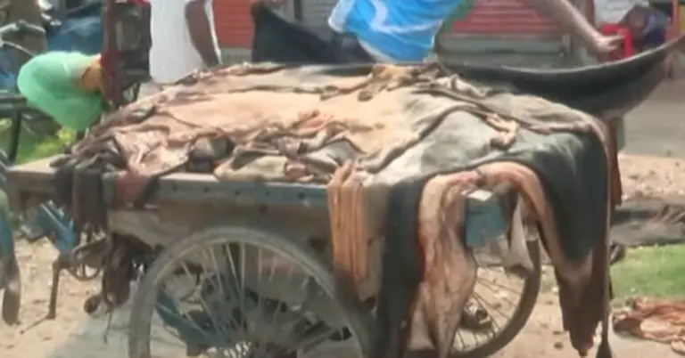 খুলনায় গুদাম-সংরক্ষণাগার না থাকায় বেহাল চামড়া ব্যবসার অবস্থা